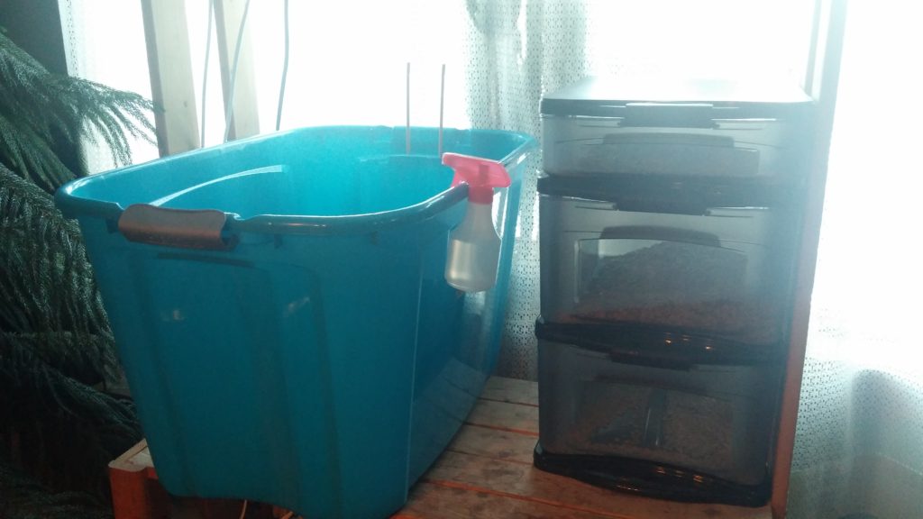 edible-crickets-cricket-tub